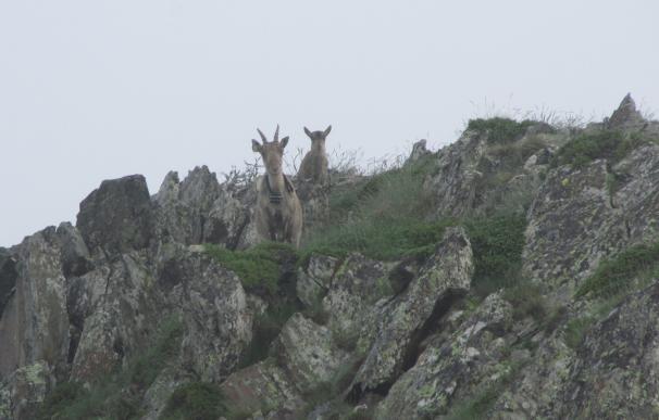 La cabra salvaje se reproduce a la reserva de caza del Alt Pallars (Lleida)