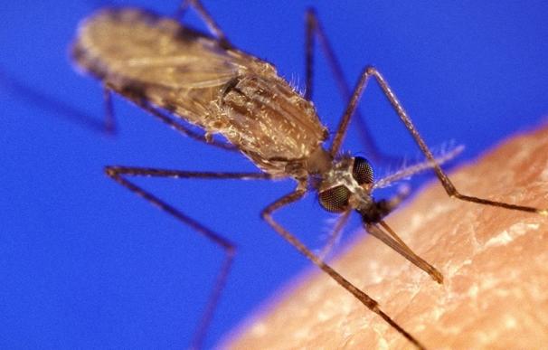 Los azúcares de las plantas que consumen los mosquitos influyen en la transmisión de la malaria