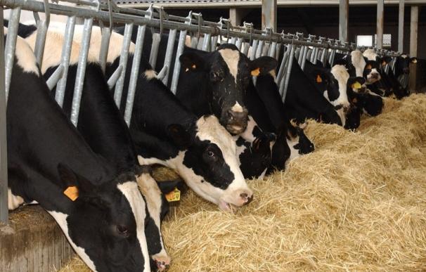 García Tejerina anuncia una ayuda directa de 300 euros por vaca para ganaderos con rentabilidad insuficiente