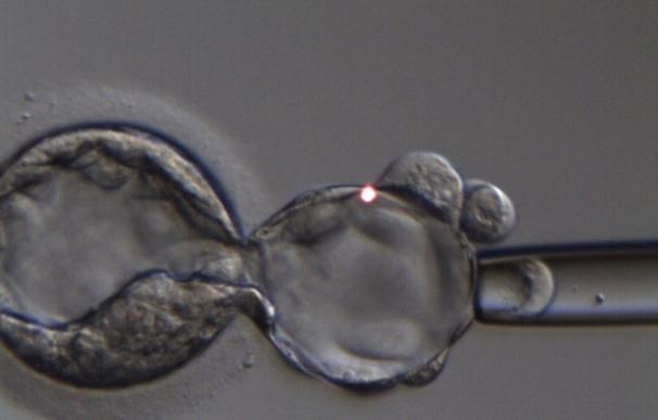Un estudio muestra que acumular ovocitos eleva al 60% las posibilidades de obtener embriones viables para el embarazo