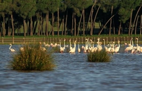 La Junta aprueba la ampliación del Parque Natural de Doñana en 14.400 hectáreas