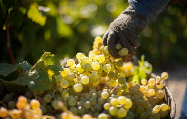Barbadillo inicia su vendimia de 2016 y espera recolectar 11 millones de kilos de uva palomino de calidad