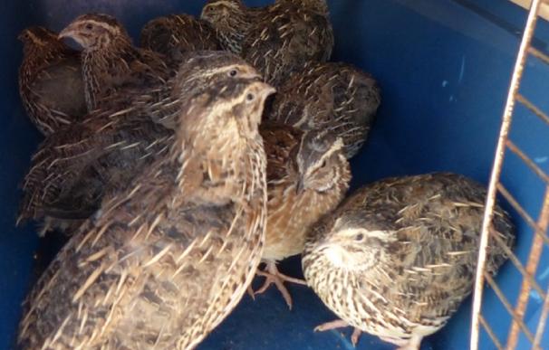 La Policía Canaria descubre una tienda de animales que vendía aves exóticas invasoras en Tenerife