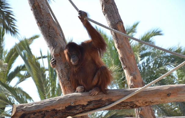 Río Safari pasa a ser centro de reproducción de orangutanes tras recibir tres ejemplares