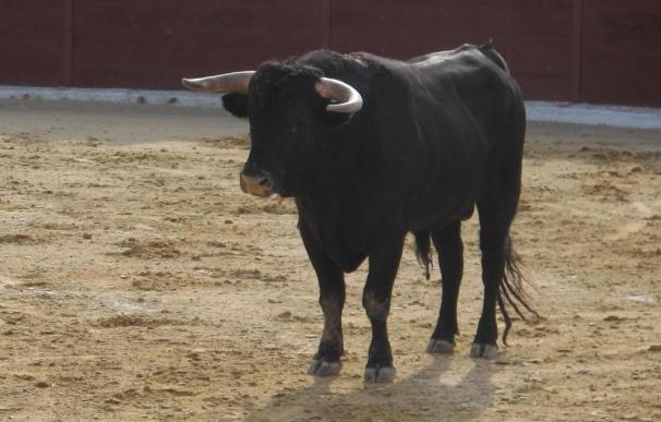 Una multitudinaria marcha rechaza en A Coruña las corridas de toros