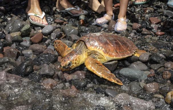 Devueltas al mar en Agaete dos tortugas boba rescatadas con heridas en El Hierro y Gran Canaria