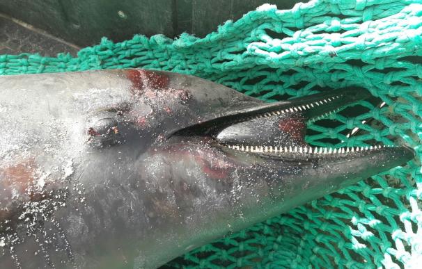 Encuentran un delfín muerto en las costas de La Oliva (Fuerteventura)