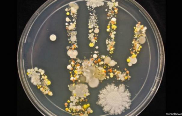 Así son las bacterias de una mano sin lavar