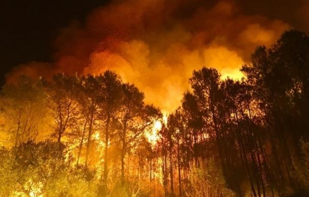WWF pide al próximo presidente de la Xunta cambiar la "cortoplacista" política forestal y contraincendios