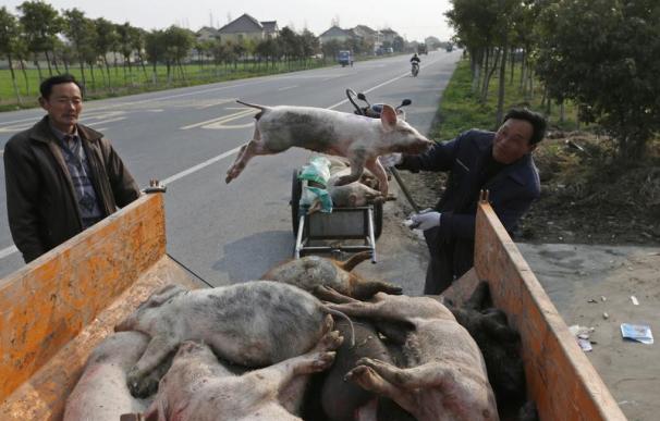 Alerta en China tras hallar más de 2.200 cerdos muertos en un río