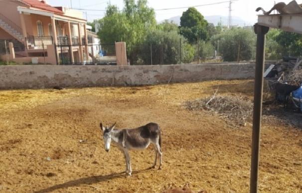 Ciudadanos Lorca denuncia el maltrato animal en una granja de caballos rodeados de basura y con extrema delgadez