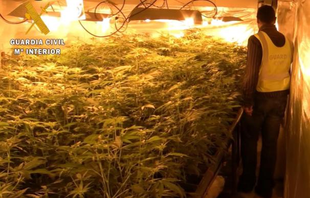 Descubren en Padul más de 1.000 plantas de cannabis tras una denuncia por malos tratos
