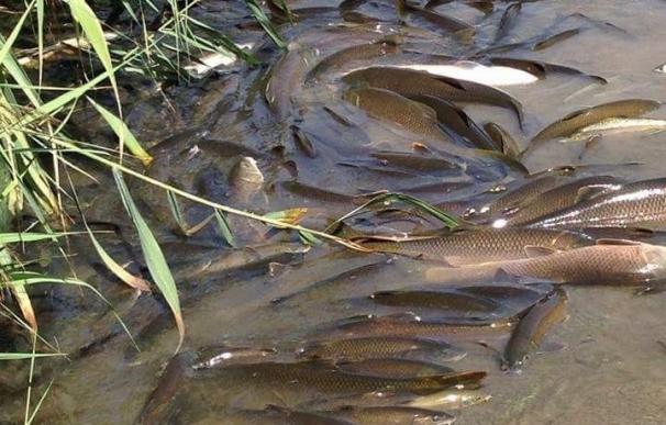 Ecologistas denuncia la aparición de cientos de peces muertos en el Río Henares que achaca al incendio de Chiloeches