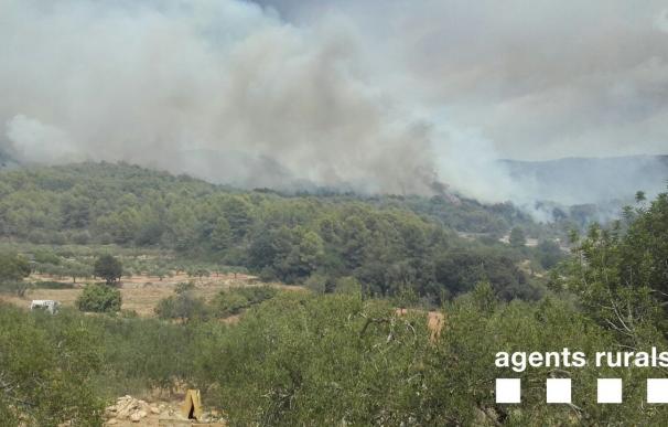 Controlado el incendio de La Pobla de Montornès (Tarragona)
