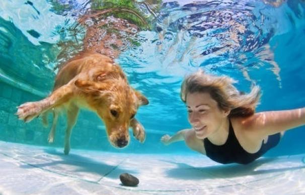 Los perros podrán ir a la piscina en el primer 'Patas al agua' de Mérida el 3 de septiembre