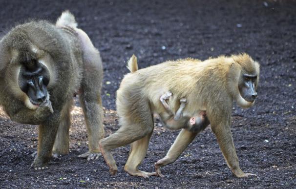 Nace en Bioparc Valencia una cría de dril, un primate en peligro de extinción