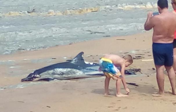 Aparece un delfín muerto en la playa en Tagle (Suances)