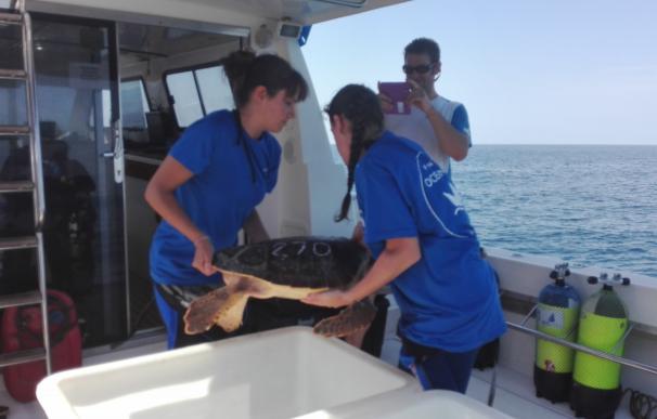 Animales recuperados en l'Oceanogràfic vuelven al mar en las Islas Columbretes