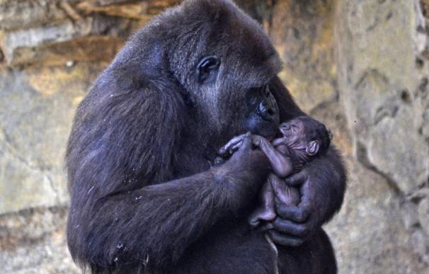 Nace un gorila a la vista del público en Bioparc Valencia