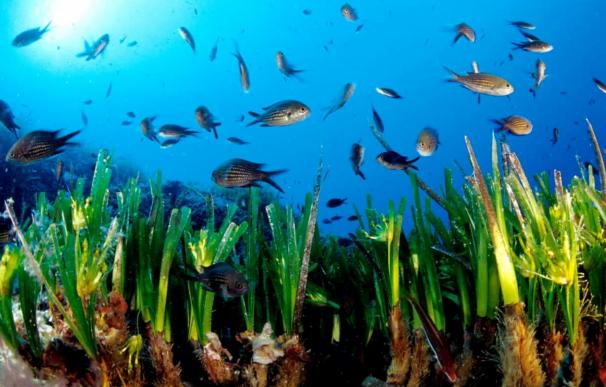 MAGRAMA pide evaluación ambiental al prever posibles daños a la fauna marina del proyecto de sondeos MedSalt en Baleares