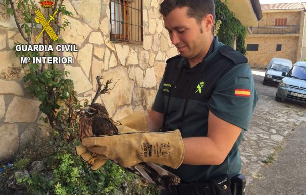 La Guardia Civil recupera un ave rapaz protegida en Anguita (Guadalajara)