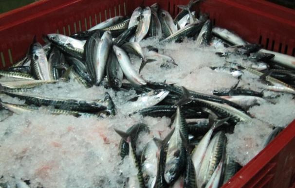 España es el país con más casos de mercurio en pescado en 2014