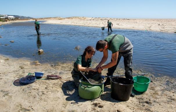 Medio Ambiente rescata 1.800 anguilas en peligro de asfixia en el río Cachón