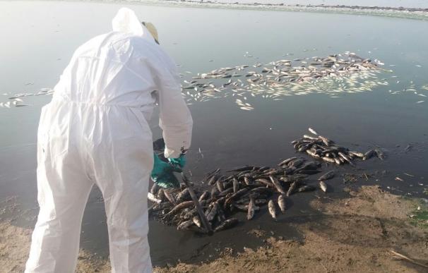 Junta retirá más de 1.300 kilos de peces muertos que han aparecido en la charca de la Rambla Morales