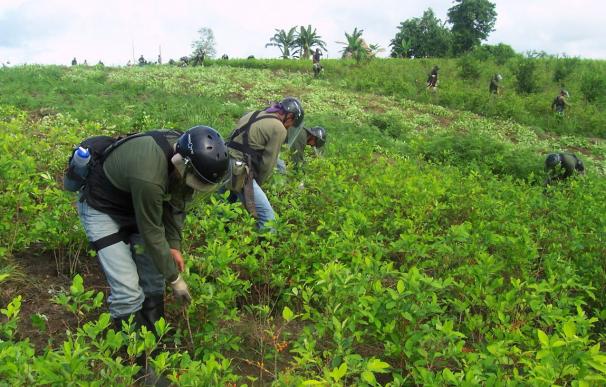 Perú erradicó 31.205 hectáreas de hoja de coca ilegal durante 2014