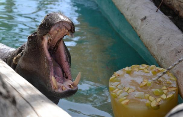 Helados de sabores para refrescar a los animales del Río Safari de Elche (Alicante) ante el calor