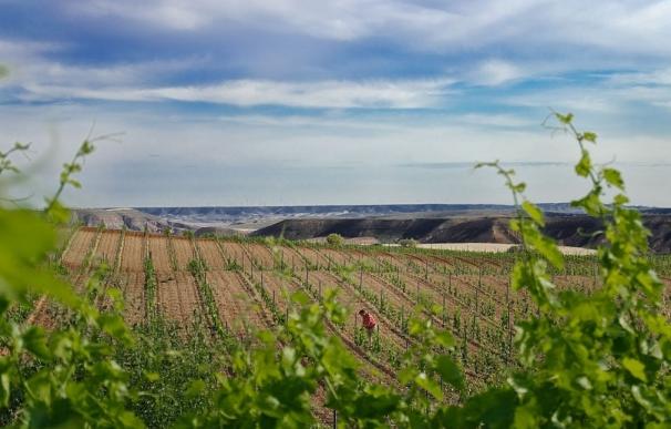 Aragón contará con 71 nuevas hectáreas de viñedo, la mitad de ellas en Cariñena