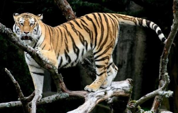 Reducen de nueve a dos las subespecies de tigre asiático