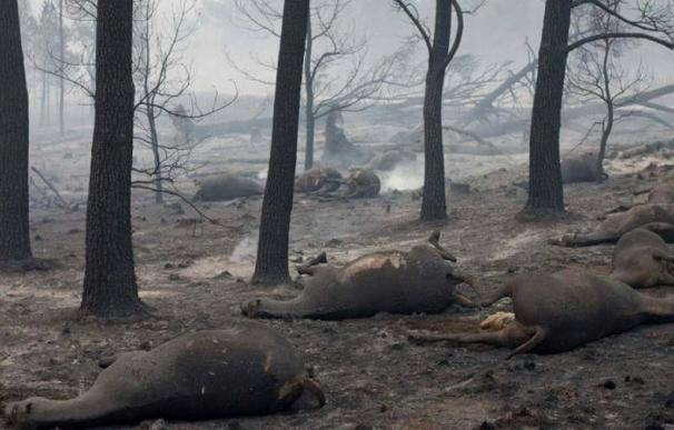 Los efectos del fuego en la flora, la fauna y el suelo "vienen después" y pueden ser letales, según experto