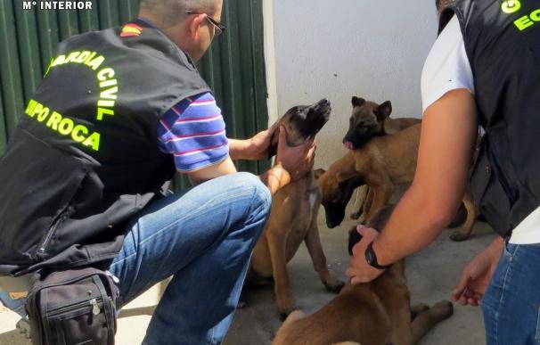 Instruyen diligencias a un hombre de Villafranca por intentar eludir que le investigaran por maltrato animal