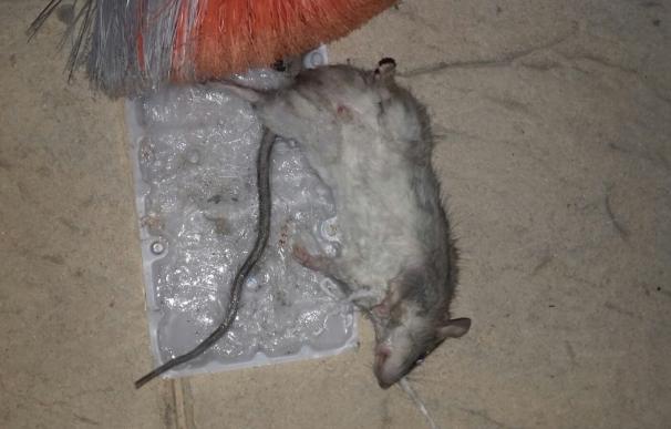 La AUGC advierte de "una plaga" de ratas en la prisión de Córdoba