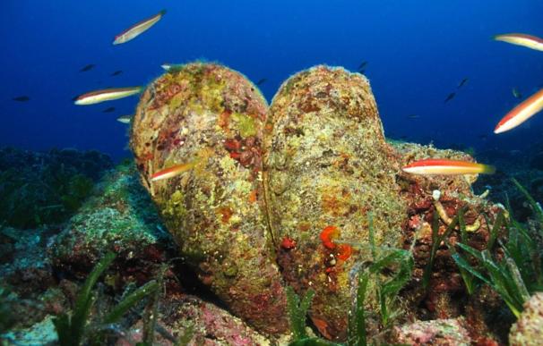 La nacra, un molusco endémico del Mediterráneo, está respondiendo bien a las medidas de protección en Cabrera según IEO