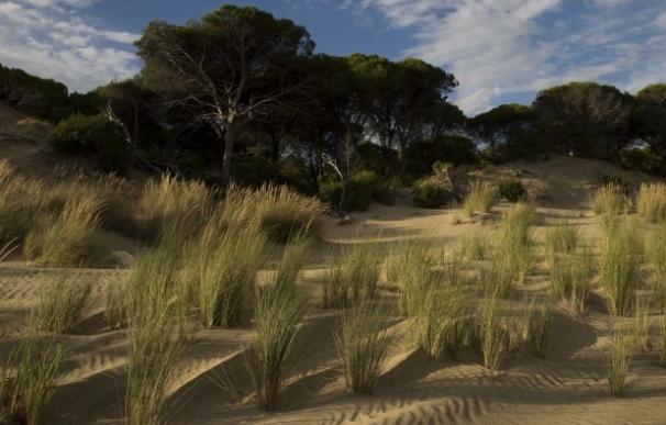 Ecologistas llaman a retomar en septiembre la campaña 'Salvemos Doñana', a favor de la preservación del espacio natural