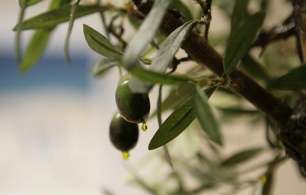 Agricultura retoma la campaña de recogida de material vegetal para ampliar el banco de datos de variedades del olivo