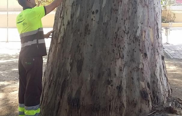El Ayuntamiento inicia un tratamiento contra el 'psílido' para proteger un centenar de eucaliptos