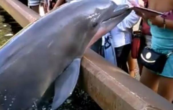 Vea el divertido vídeo en el que un delfín roba el iPad a una mujer mientras le sacaba una fotografía