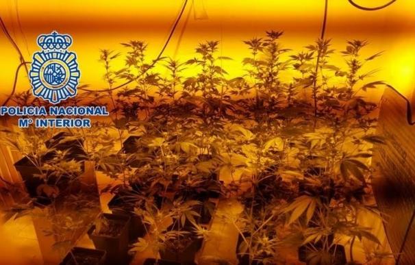 Desmantelada una plantación 'indoor' de marihuana en el barrio de Fátima y detenidas tres personas