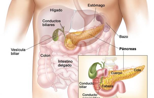 Anatomía del páncreas.