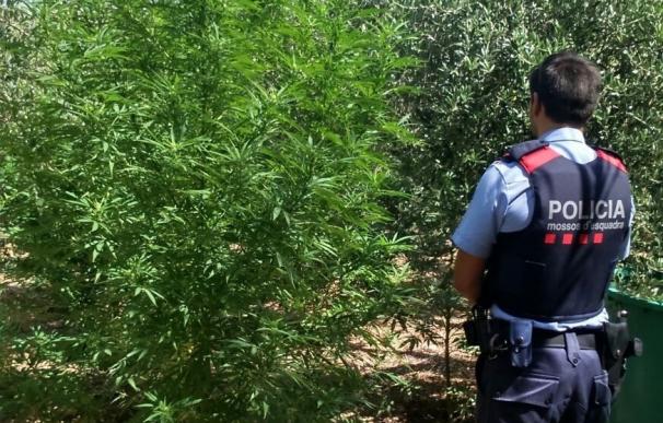 Descubren 175 plantas de marihuana escondidas entre olivos en Tarragona