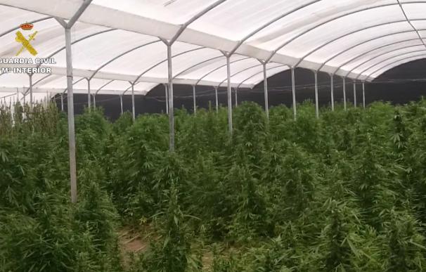 Intervenidas 20.000 plantas de marihuana, la mayor plantación de los últimos años en Andalucía