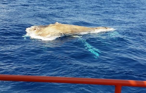 Aparece muerta una ballena de más de 10 metros flotando en Tarragona