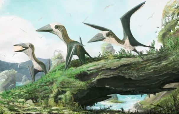 Descubierto un insólito reptil volador de hace 77 millones de años