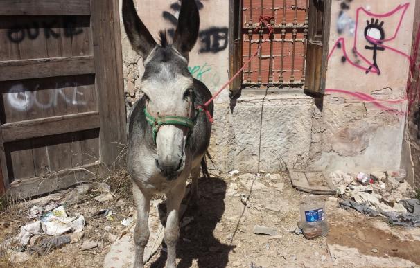 La Policía recupera un burro robado unas horas en el Camí de Farinós