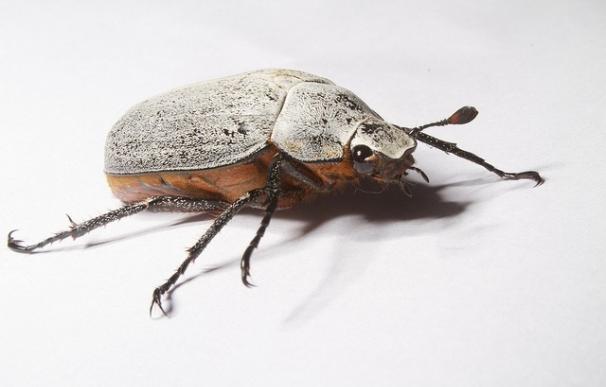 Los hogares lujosos tienen más diversidad de artrópodos, pero sufren menos plagas de insectos nocivas para la salud