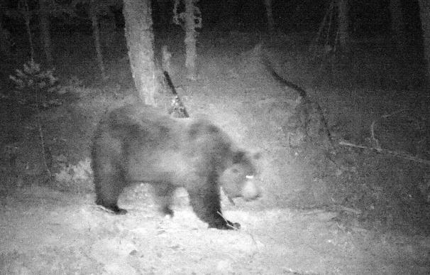 Detectado un oso pardo en el Valle del Roncal (Navarra) después de más de un año sin rastros