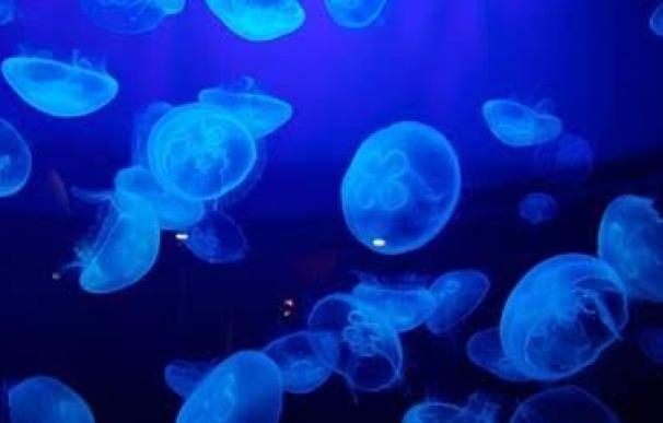 Las playas españolas no se libran de las medusas: consejos para evitarlas